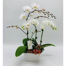 Arrangement d'Orchidées